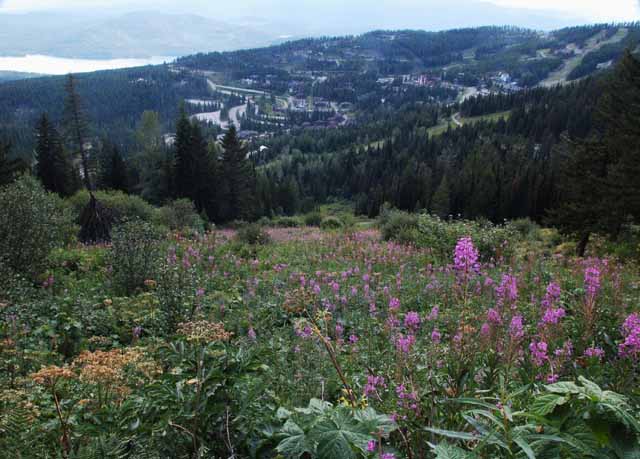 wildflowers